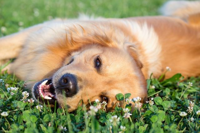 Souscrire une assurance santé pour animaux domestiques