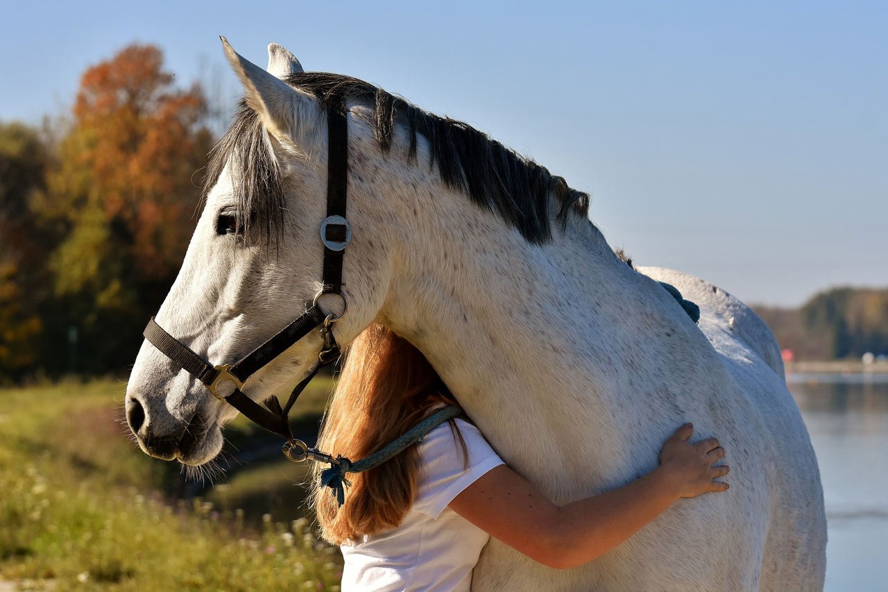 choisir son cheval